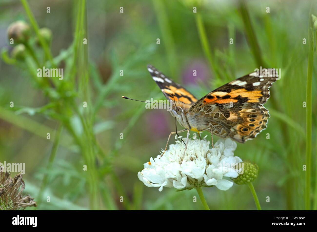 Schleswig, Deutschland. 16 Aug, 2018. Un Painted Lady (Vanessa cardui, Syn .: Cynthia cardui), una mariposa de la familia Nymphalidae en una flor en un huerto en el Furstengarten en Schleswig. Clase: insectos (Insecta), Orden: Mariposas (Lepidoptera), Uberfamilie: PAPILIONOIDEA, Familia: Nymphalidae, Género: Vanessa, especie: Painted Lady | Uso de crédito en todo el mundo: dpa/Alamy Live News Foto de stock