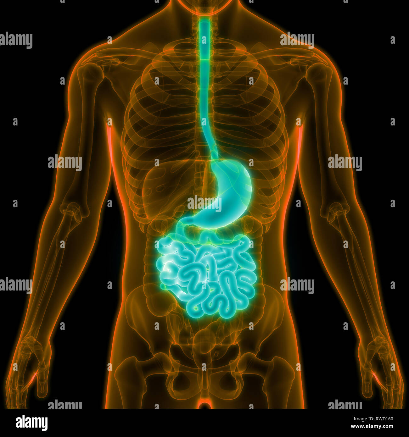 El Sistema Digestivo Humano El Estomago Con El Intestino Delgado Anatomia Fotografia De Stock Alamy