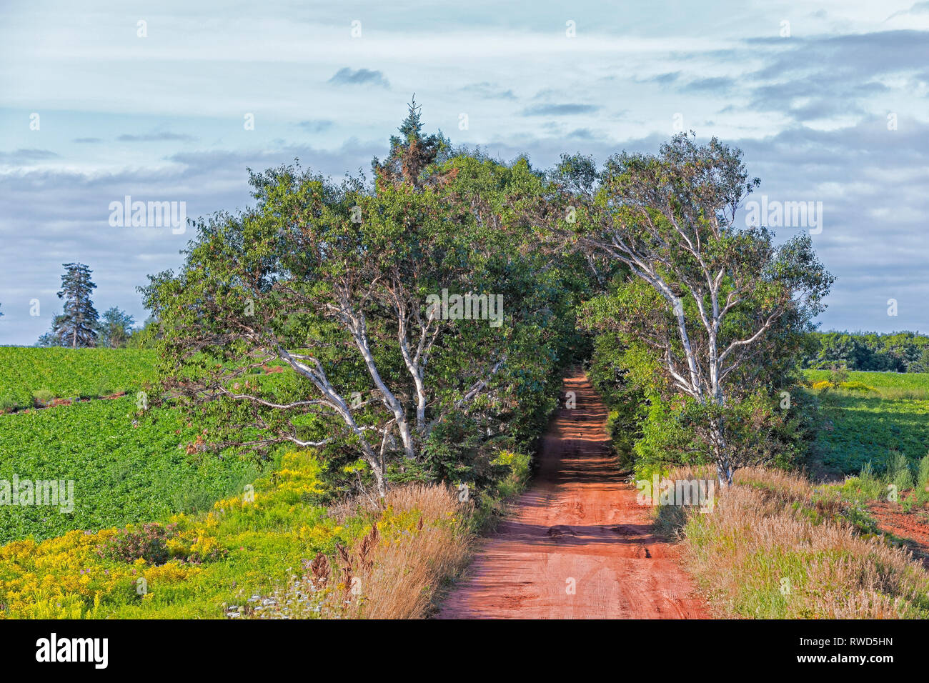 Camino arcilloso, Hampton, Prince Edward Island, Canadá Foto de stock