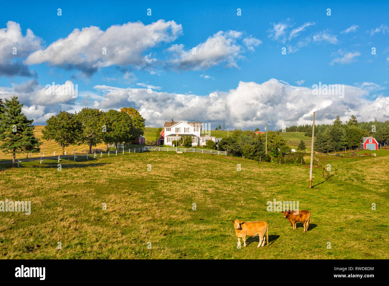 El ganado, Hampton, Prince Edward Island, Canadá Foto de stock