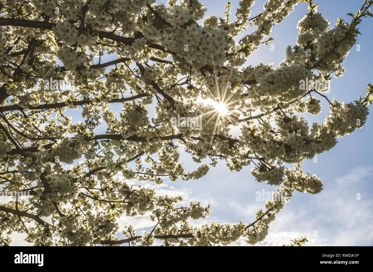 Árbol con flores blancas florecen en primavera Foto de stock