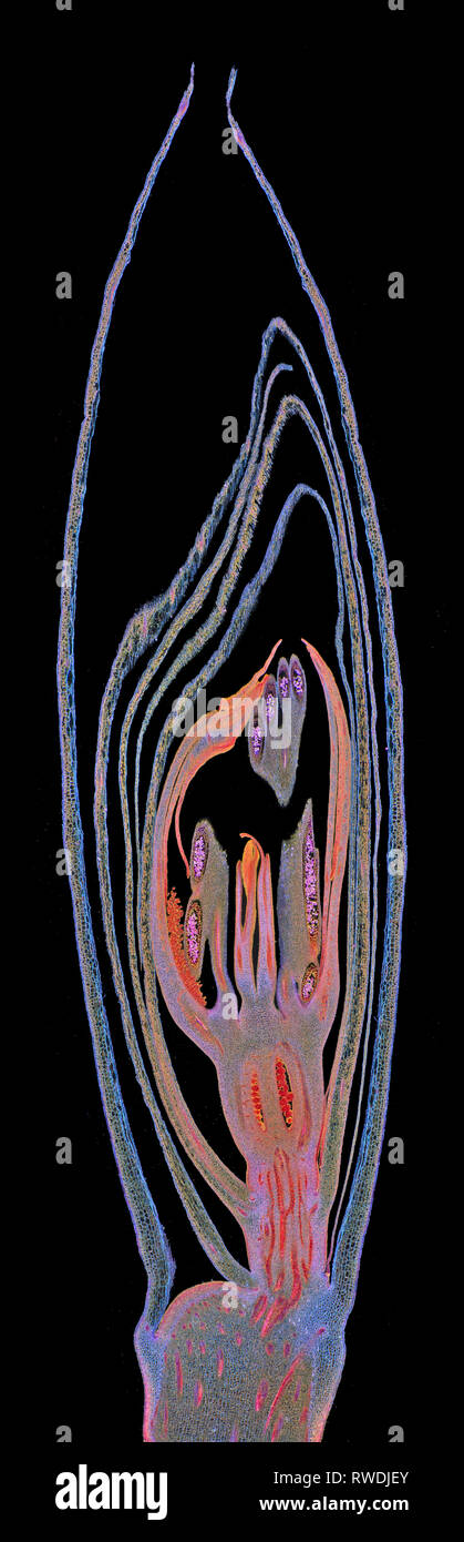 Iris Germanica inflorescencia LS.,darkfield microfotografía Foto de stock