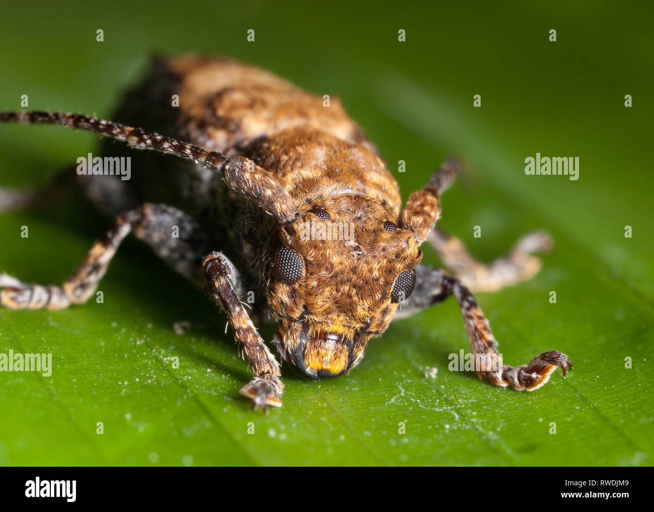 Longhorn beetle, Lamiinae, comúnmente llamado longhorns de cara plana Foto de stock