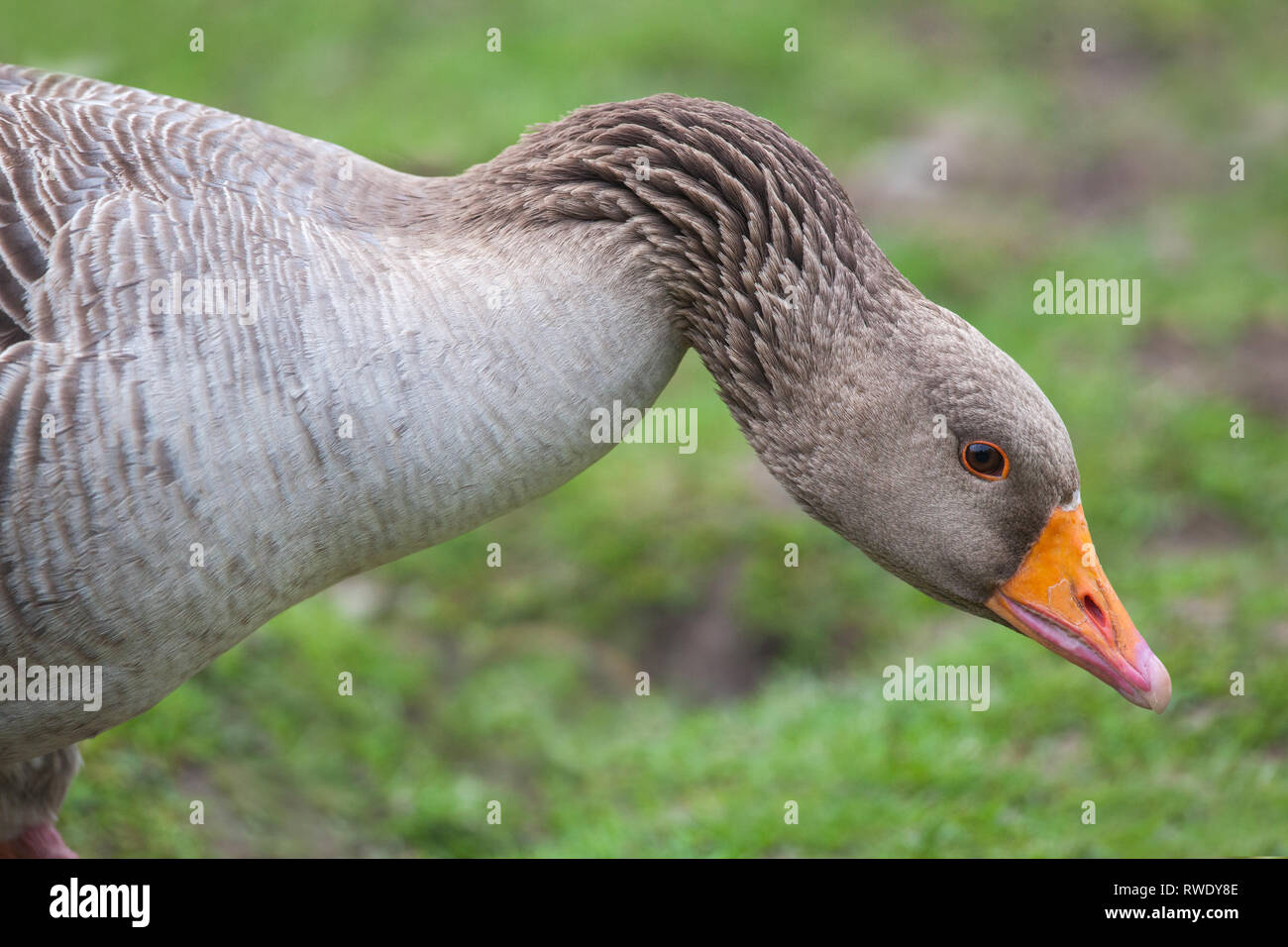 Western Graylag Goose (Anser anser). Cabeza, advertencia, amenaza leve. Vista lateral mostrando pico naranja color y párpado anillo. Estriados, surcado, ranurado, cuello de plumas. Vibrado mostrando​ disposición hacia los demás. Foto de stock