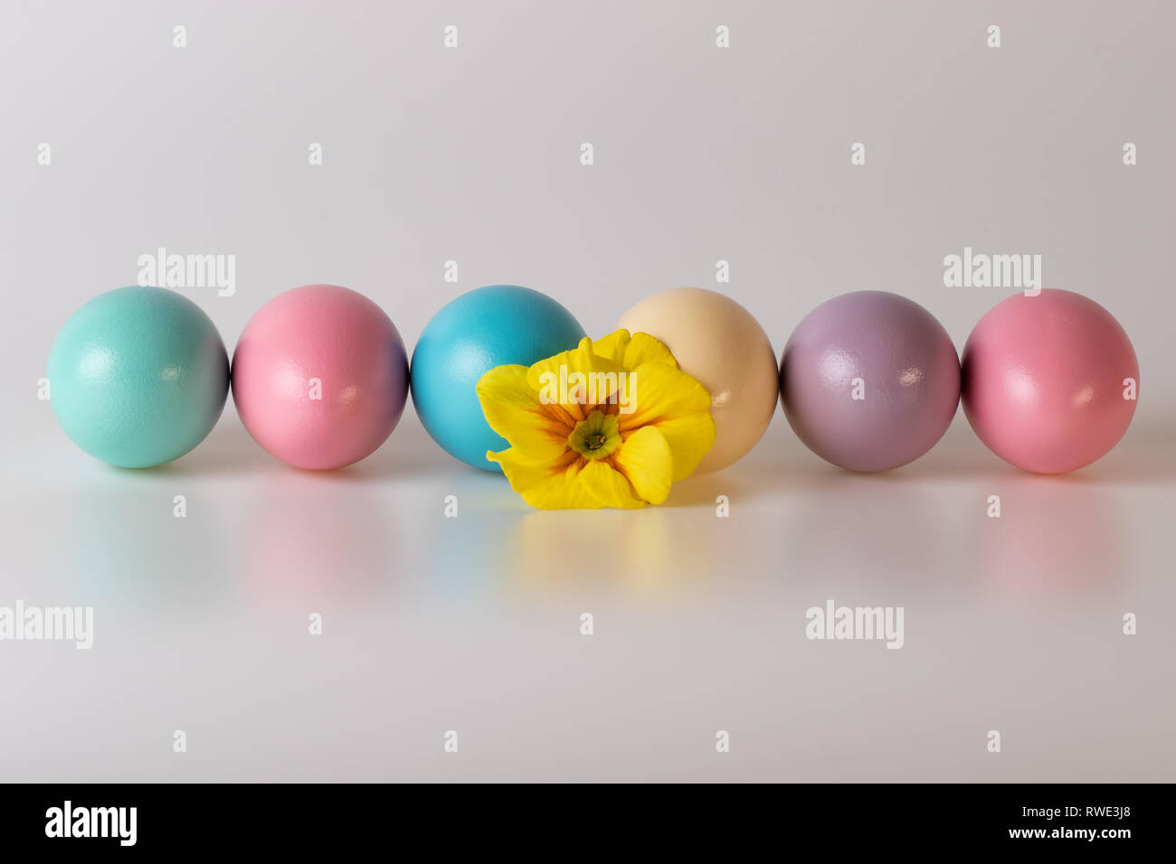 Los huevos de Pascua pintados en línea recta Flor Amarilla Fondo gris Foto de stock