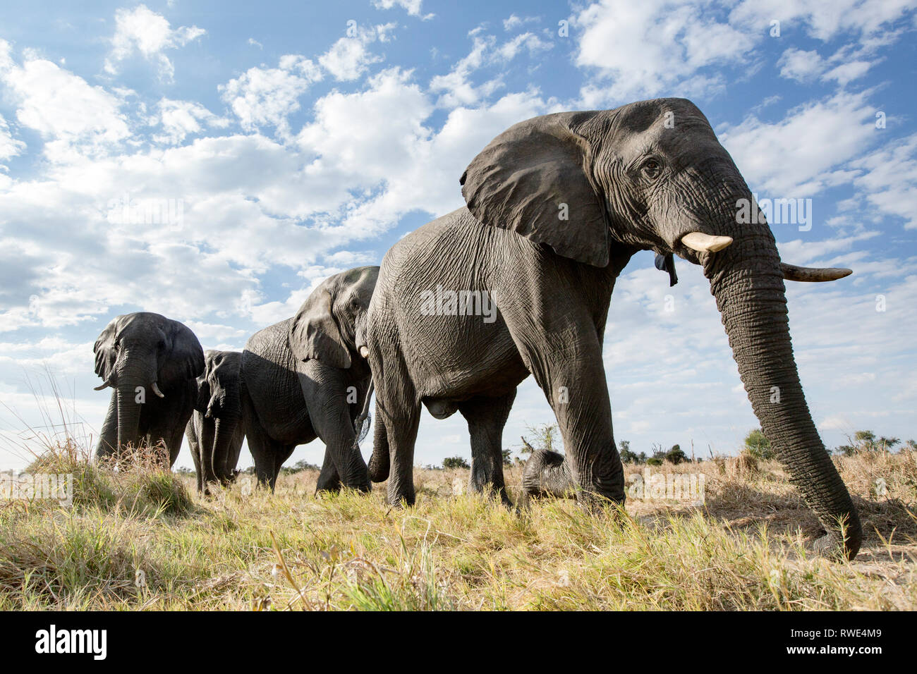 Una imagen abstracta desde un ángulo bajo de elefantes se desplazan a pie de Parque Nacional de Hwange el Parque Nacional Chobe en Botswana. Foto de stock