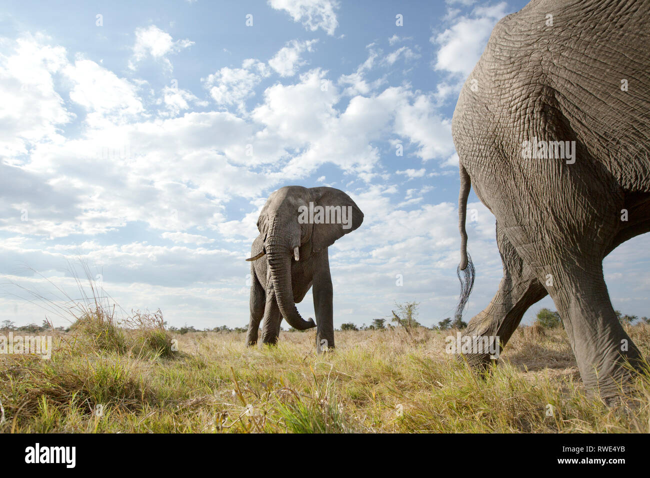 Una imagen abstracta desde un ángulo bajo de elefantes se desplazan a pie de Parque Nacional de Hwange el Parque Nacional Chobe en Botswana. Foto de stock