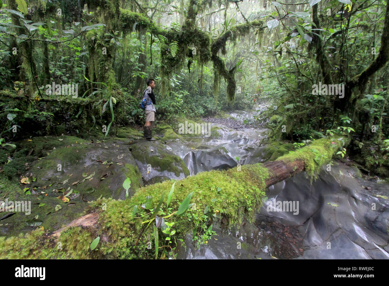 Pesona Hutan Di Gunung Kerinci Hujan Tropis Foto Imagen De Stock