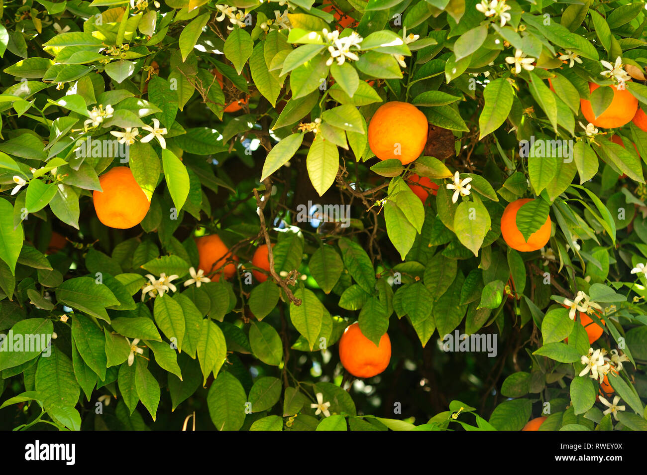 Medina azahara fotografías e imágenes de alta resolución Alamy