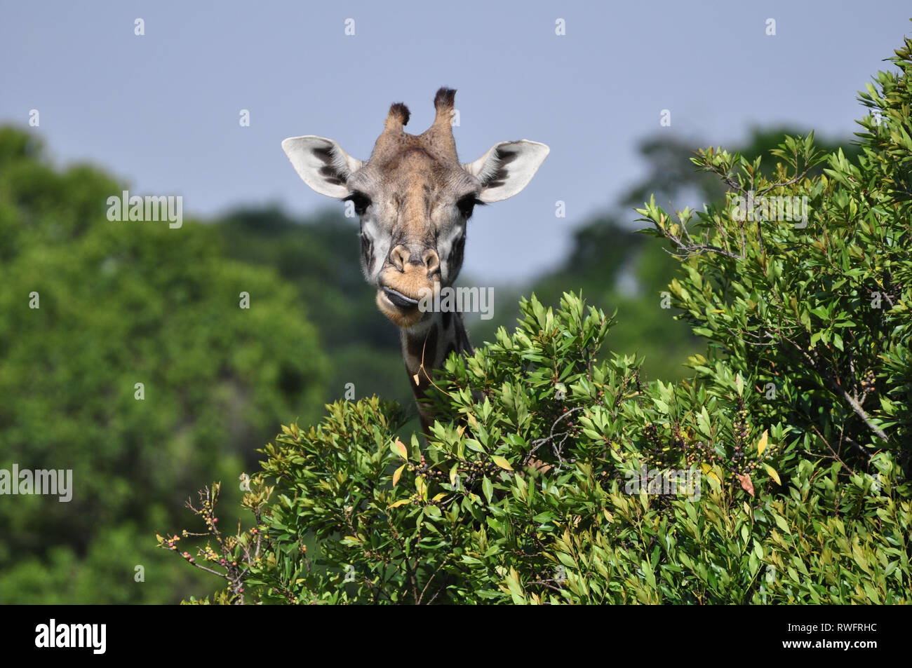Retrato de una jirafa Masai (Giraffa camelopardalis tippelskirchii) comiendo de la parte superior de un árbol de acacia. Reserva de Caza Masai Mara, Kenia Foto de stock