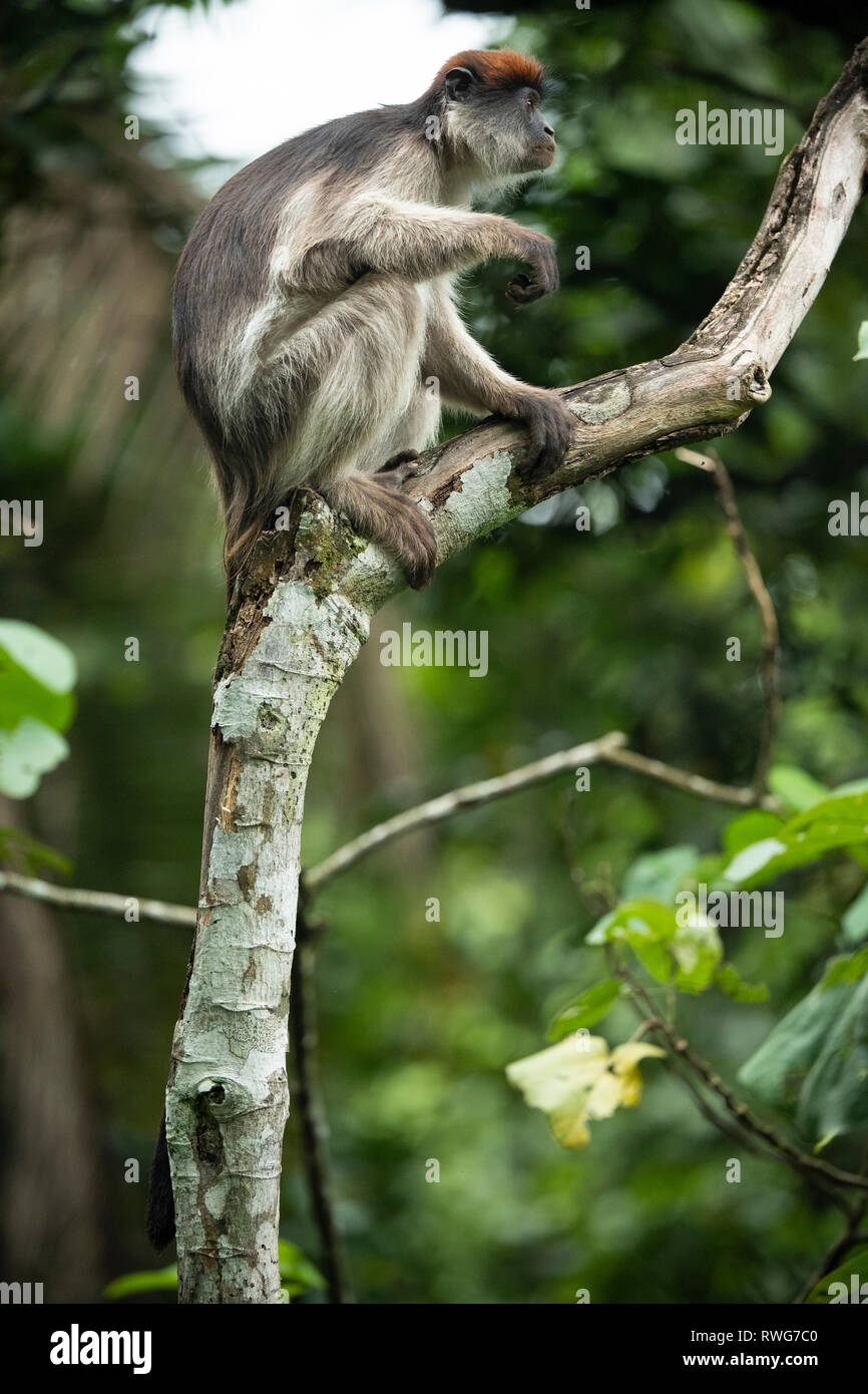 Uganda, colobo rojo Procolobus tephrosceles, Parque Nacional Bosque Kibale, Uganda Foto de stock