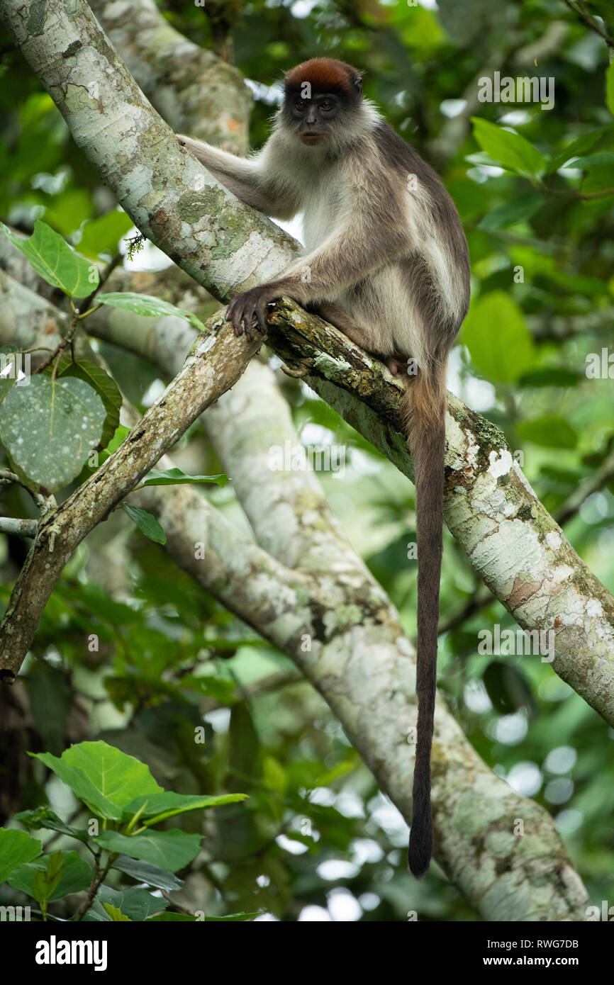 Uganda, colobo rojo Procolobus tephrosceles, Parque Nacional Bosque Kibale, Uganda Foto de stock