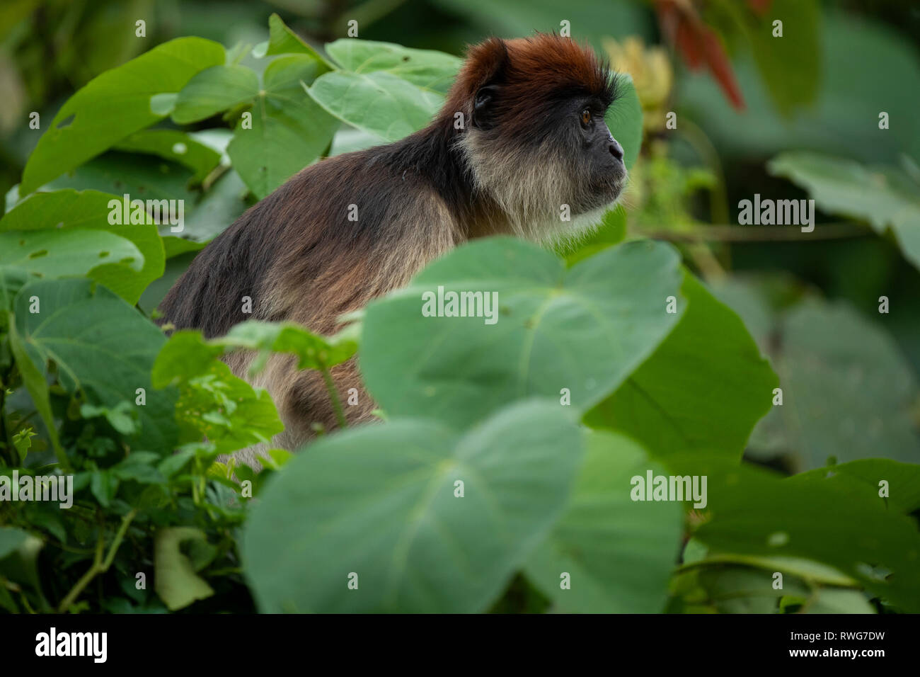 Uganda, colobo rojo Procolobus tephrosceles, Parque Nacional Bosque Kibale, Uganda Foto de stock