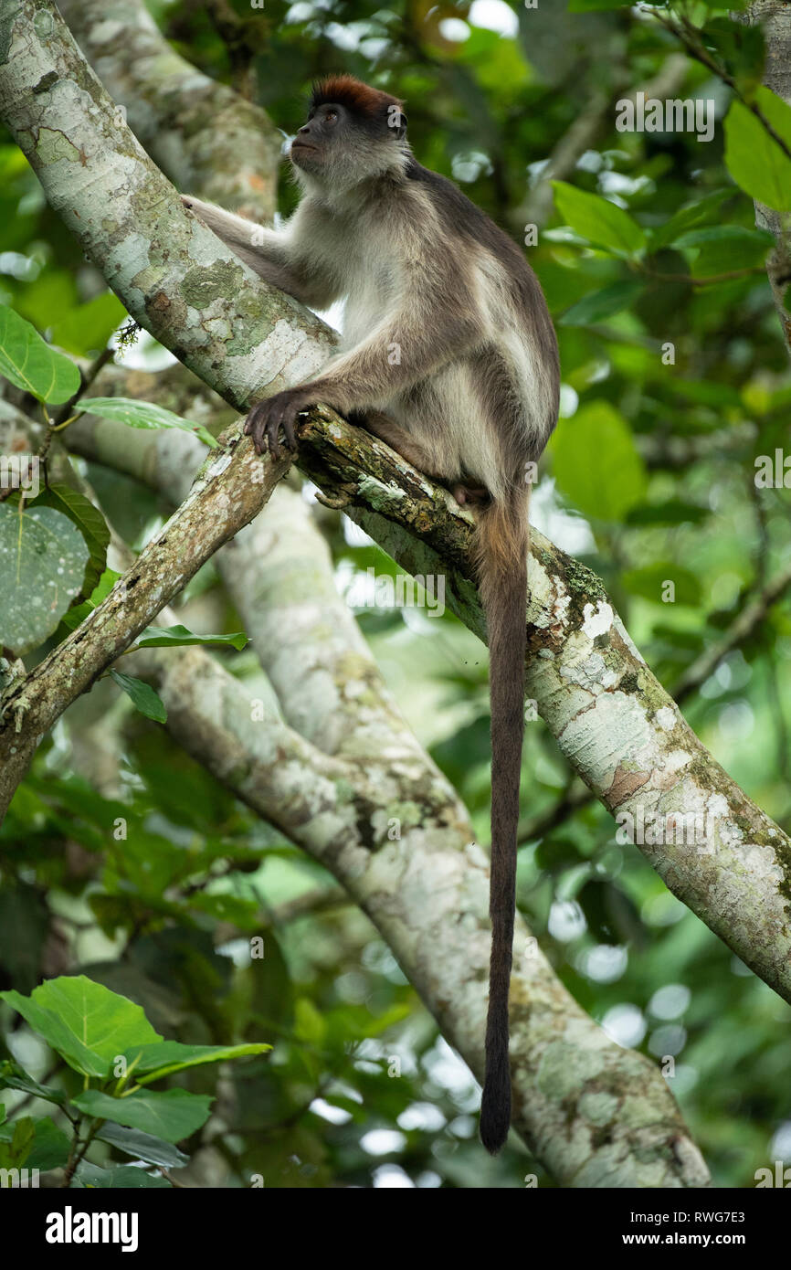 Uganda, colobo rojo Procolobus tephrosceles, Parque Nacional Bosque Kibale, Uganda Foto de stock