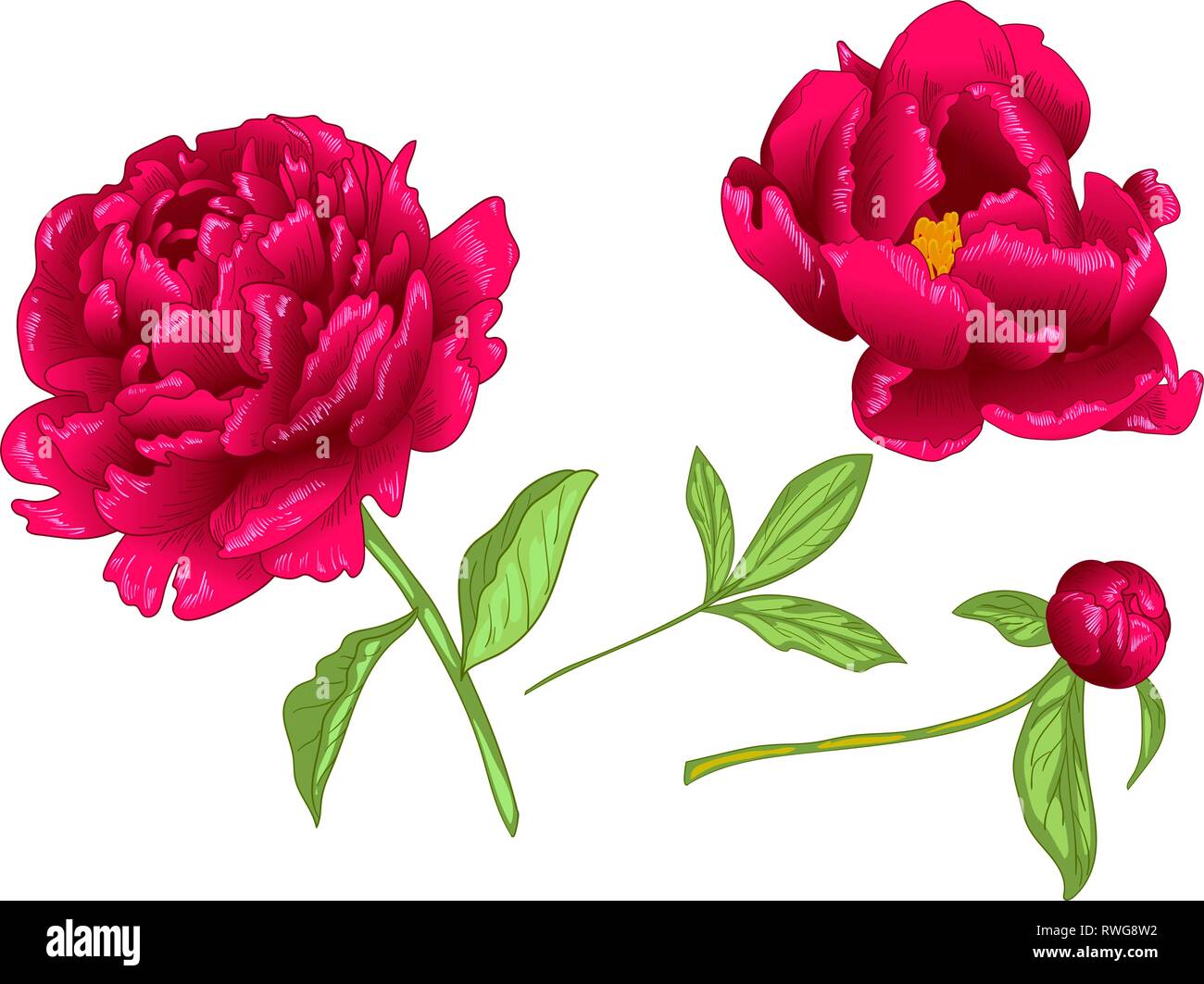 Vector floral de Peonía Roja flor botánico. Rojo y verde tinta grabado arte  ilustración peony elemento aislado Imagen Vector de stock - Alamy