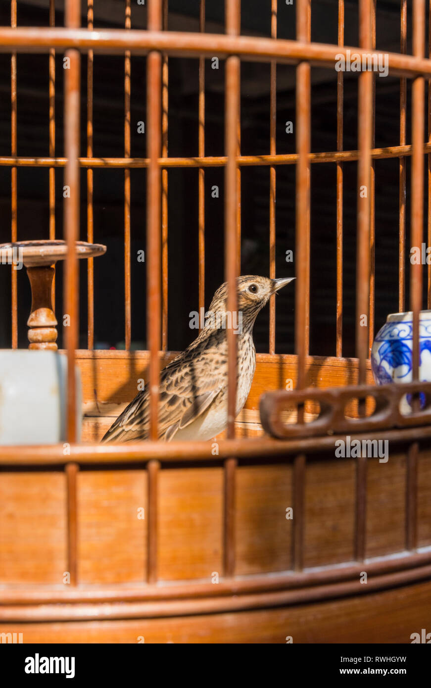 Pájaro en una jaula en la de Yuen Po Street Bird Garden en Mong Kok, Hong Kong Foto de stock