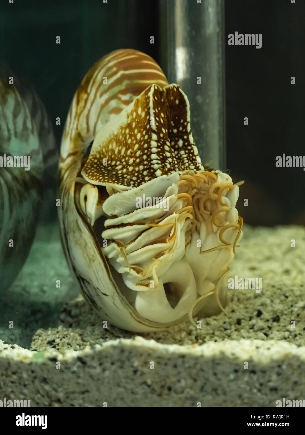 Shell Nautilus nadando en acuarius. Fósil viviente Foto de stock
