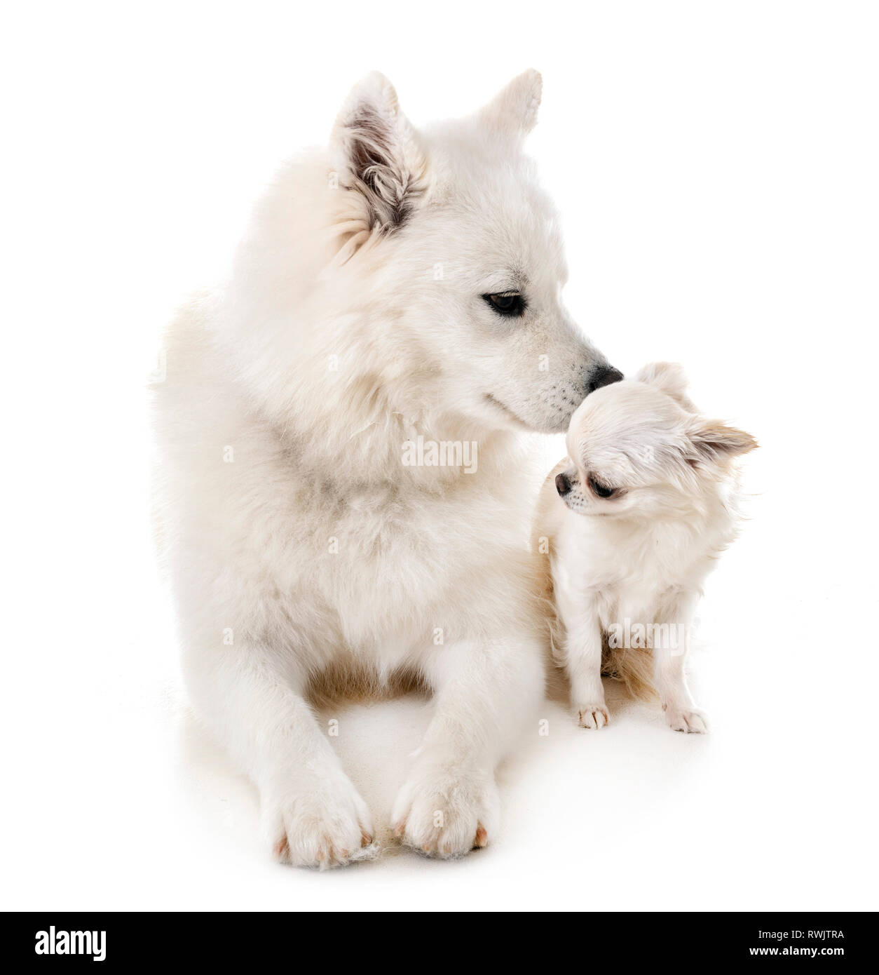 Perro samoyedo y Chihuahua en frente de fondo blanco Fotografía de stock -  Alamy