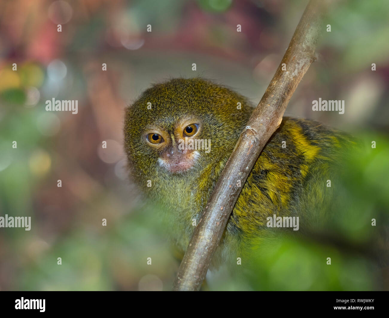 En titíes pigmeo Cebuella pygmaea uno de los primates más pequeños en el mundo Foto de stock