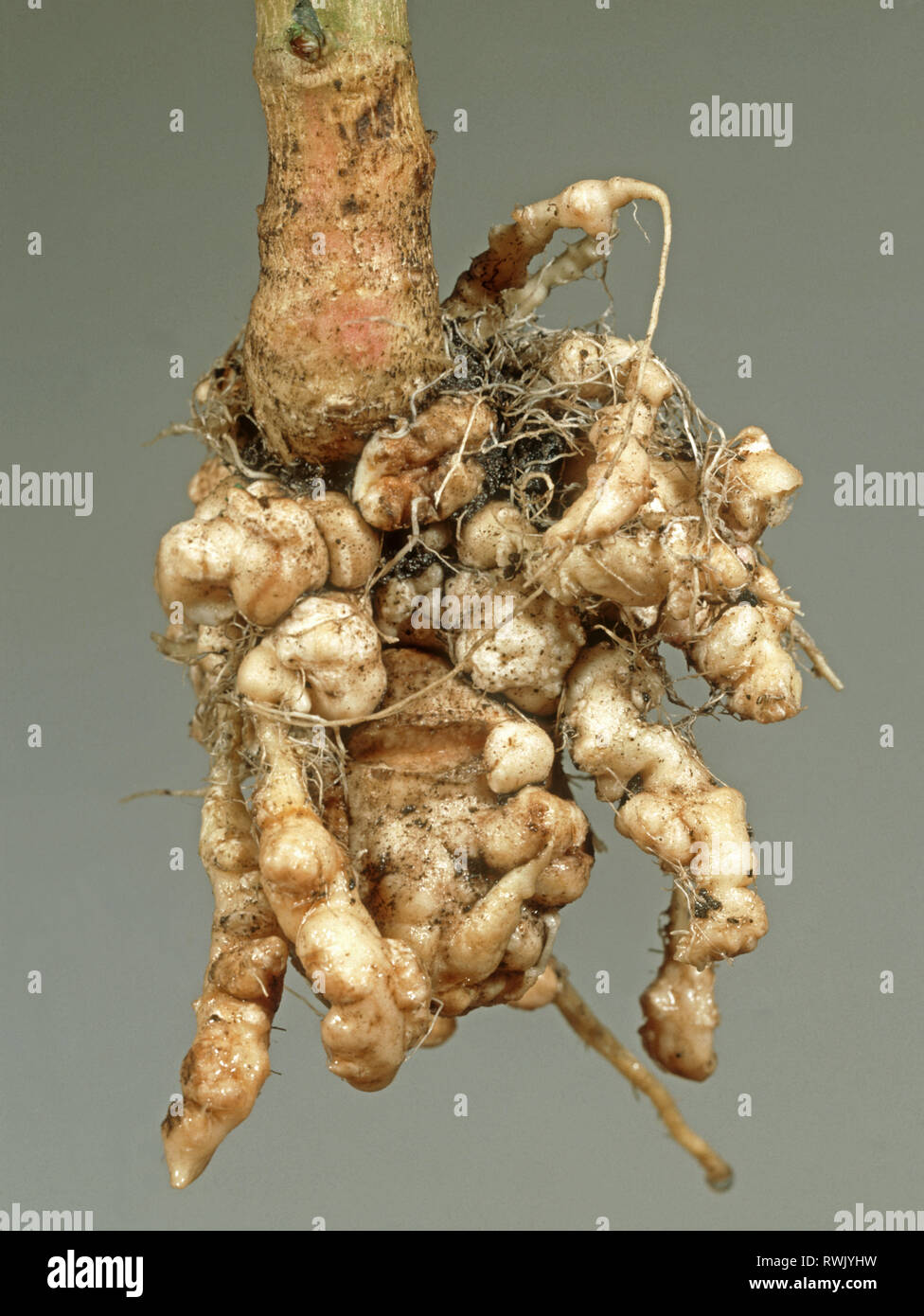 Plasmodiophora Clubroot (Brassica) raíz distorsionada en una planta de col Foto de stock
