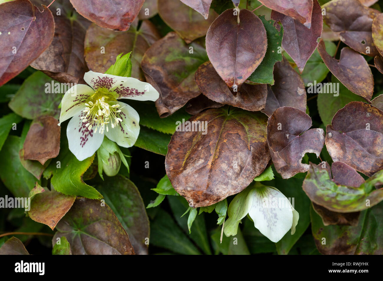 Cierre de un moteado blanco Helleborus peeping mediante hojas marrones en un jardín inglés Foto de stock