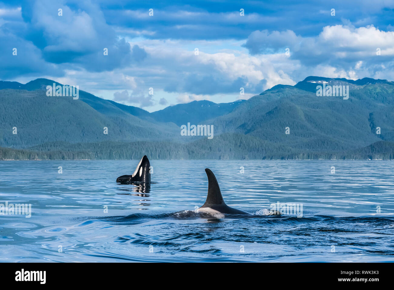 Las orcas (Orcinus orca), también conocidas como ballenas asesinas, de superficie en el Estrecho de Chatham, spy hop en el fondo, dentro de paso Foto de stock