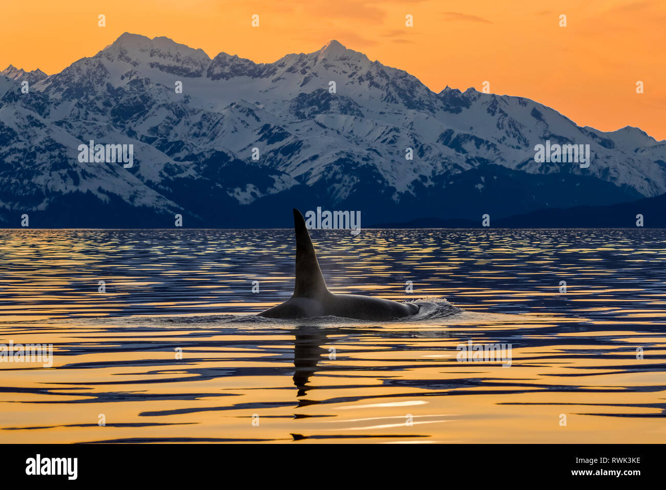 La orca (Orcinus orca), también conocida como ballena asesina, superficies en Lynn Canal con las escarpadas montañas de fondo Chilkat, dentro de paso Foto de stock
