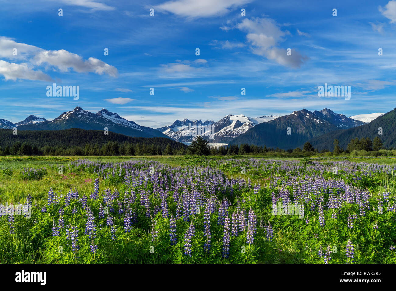 Vista escénica de Nootka lupino (Lupinus nootkatensis) flores y Mendenhall Torres, sureste de Alaska, Alaska, Estados Unidos de América Foto de stock