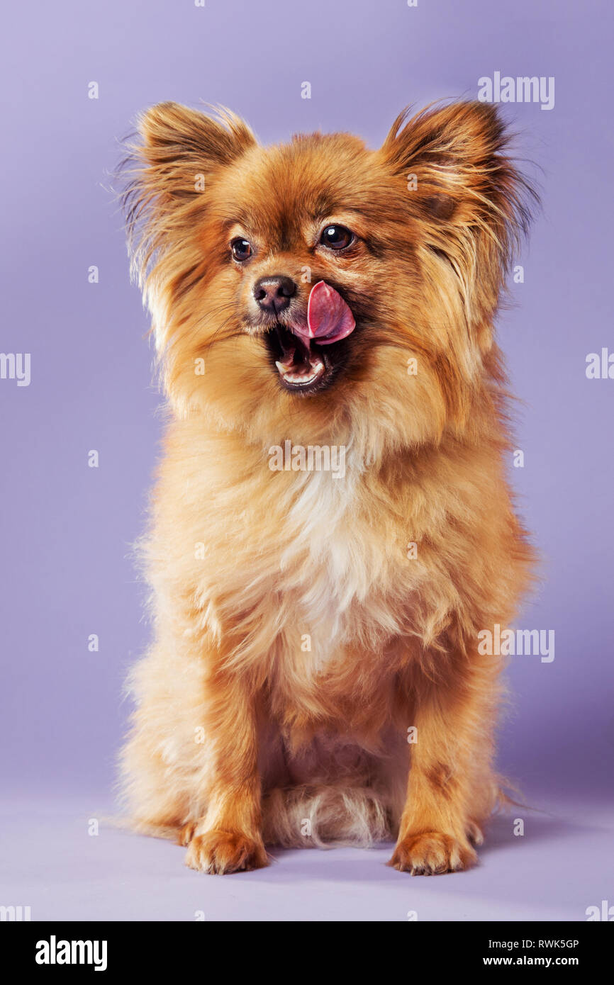 Retrato de cuerpo entero de un perro pomerania lamiendo sus chuletas y mirando la cámara, fotografiado en un fondo de colores. Foto de stock