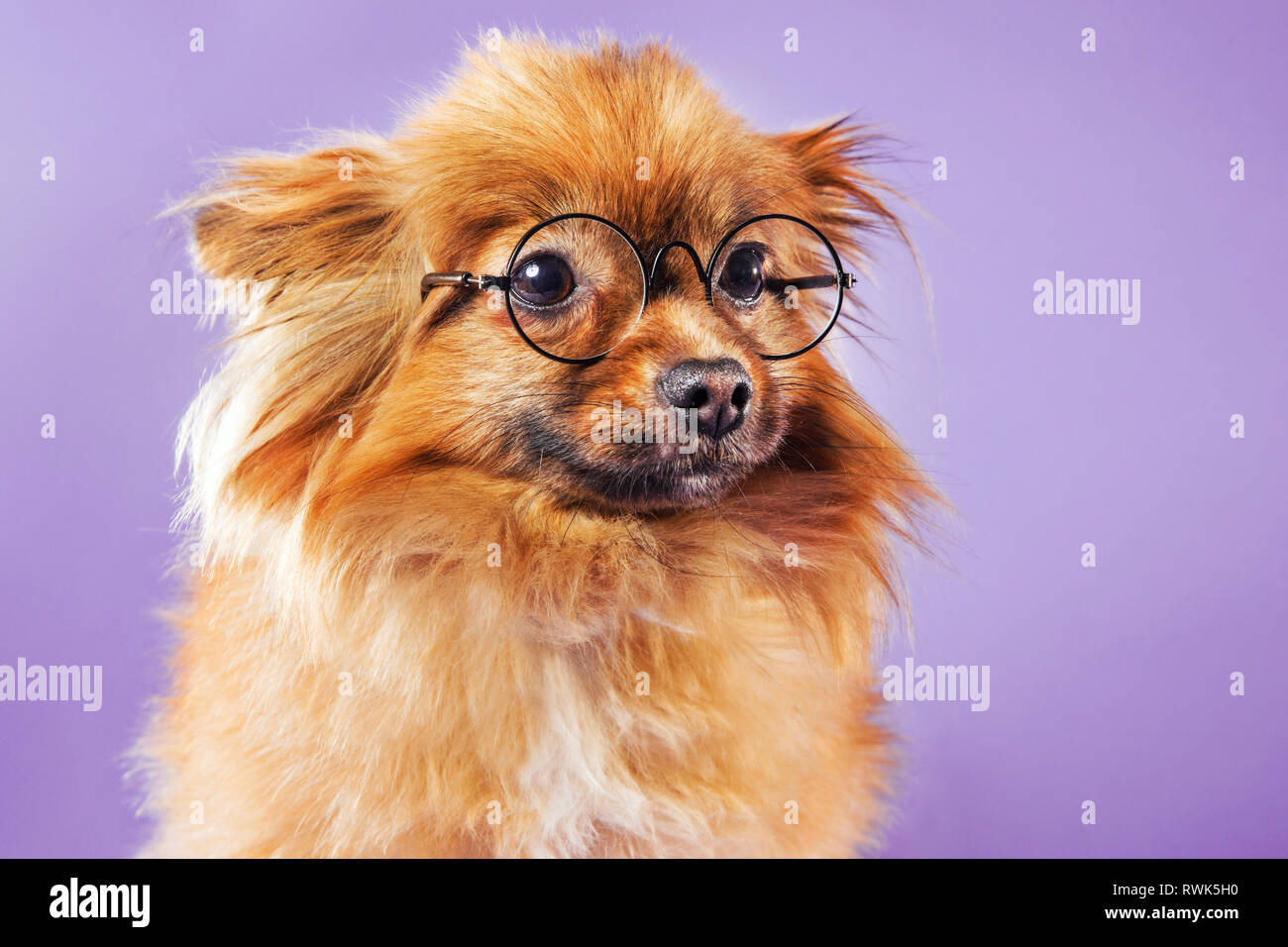 Close-up retrato de un perro Pomerania el uso de anteojos y mirando la cámara, fotografiado en un fondo de colores. Foto de stock