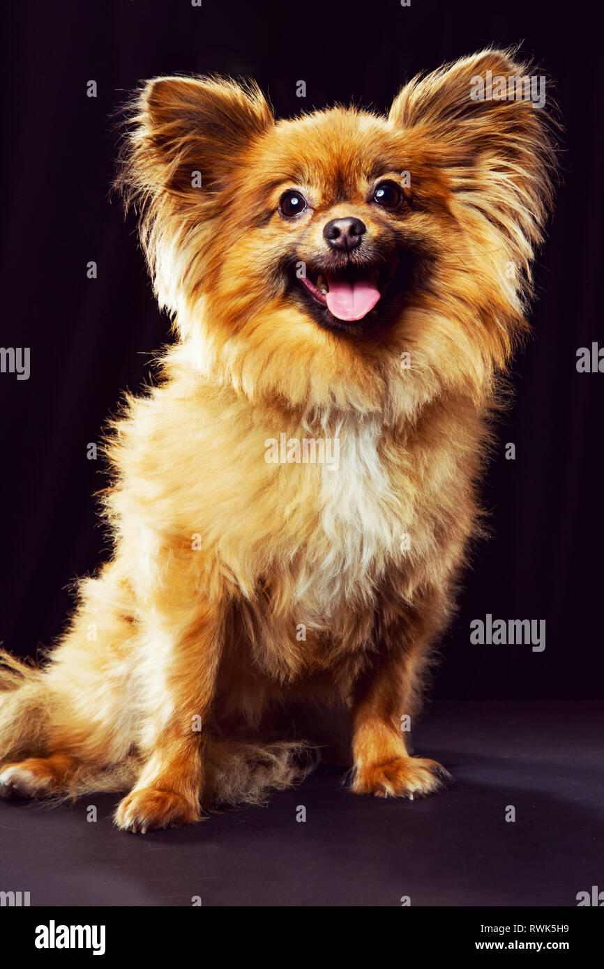 Retrato de cuerpo entero de un perro mezcla de Pomerania frente a la cámara y sonriendo sobre un fondo oscuro. Foto de stock