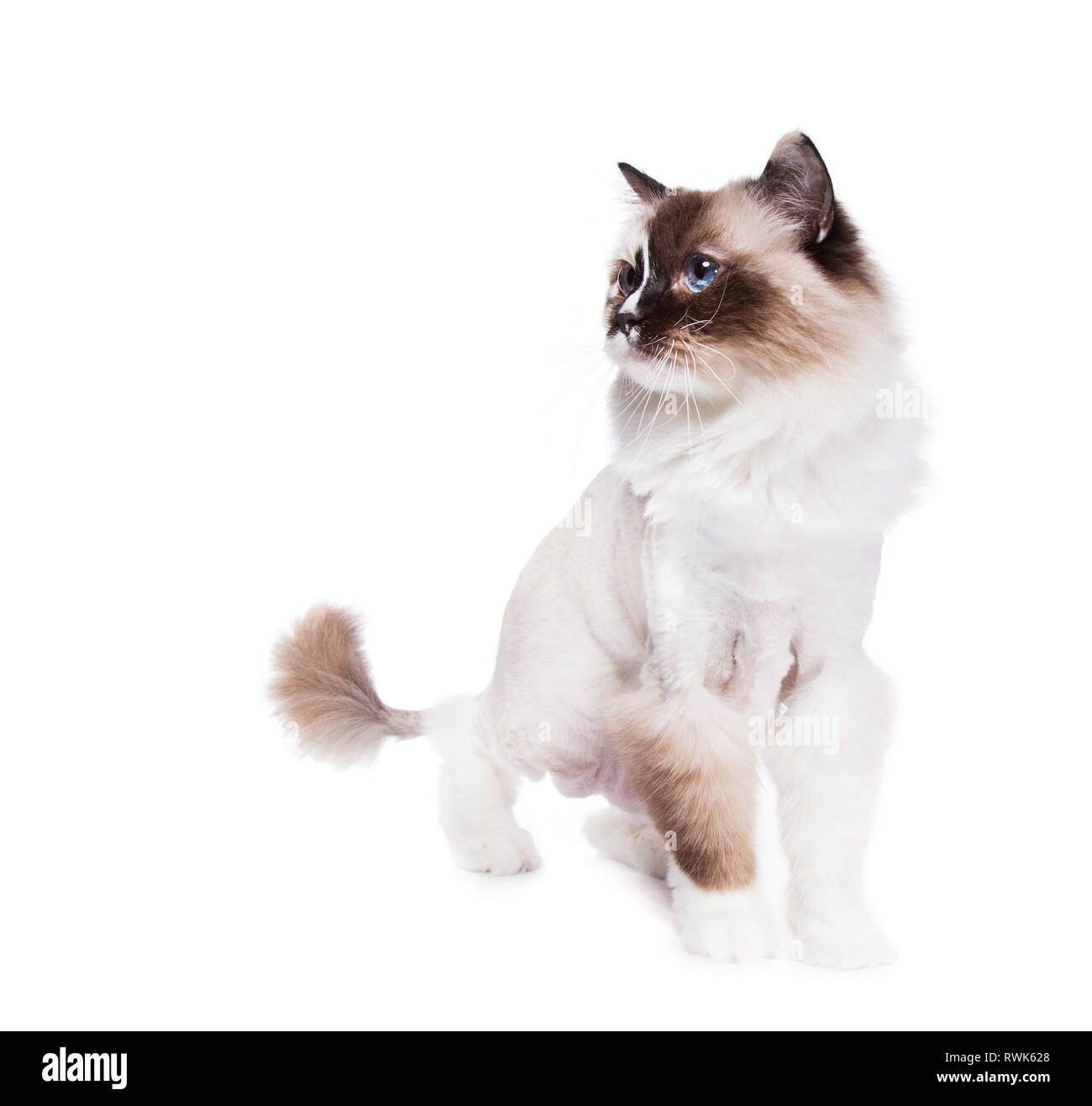 Pelo largo gato Ragdoll rasurado con un corte de pelo estilo león sobre  blanco Fotografía de stock - Alamy