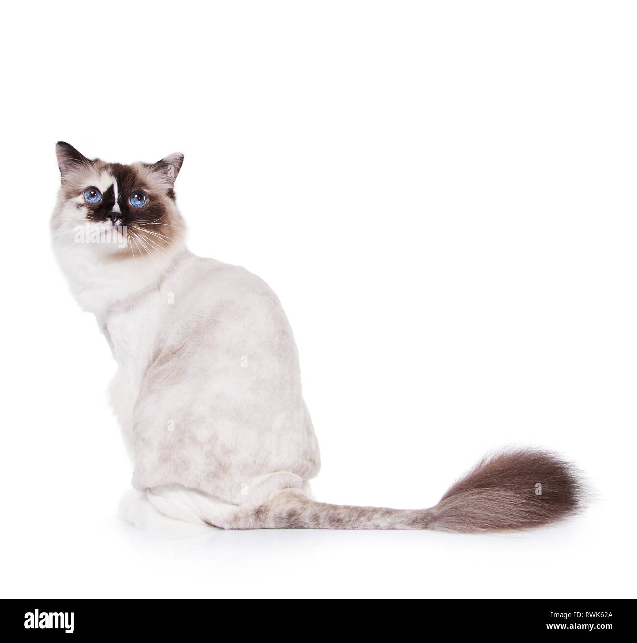 Gato Ragdoll rasurado con un corte de pelo estilo león sobre blanco  Fotografía de stock - Alamy