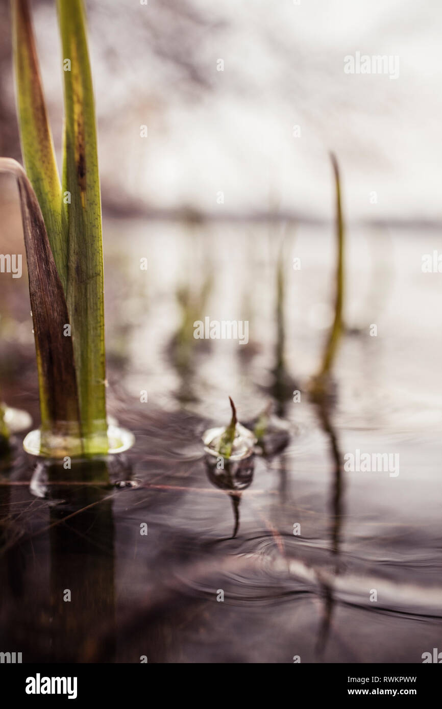 Ondulaciones, burbujas y plantas acuáticas en la superficie del lago, enfoque superficial vista a nivel de superficie Foto de stock