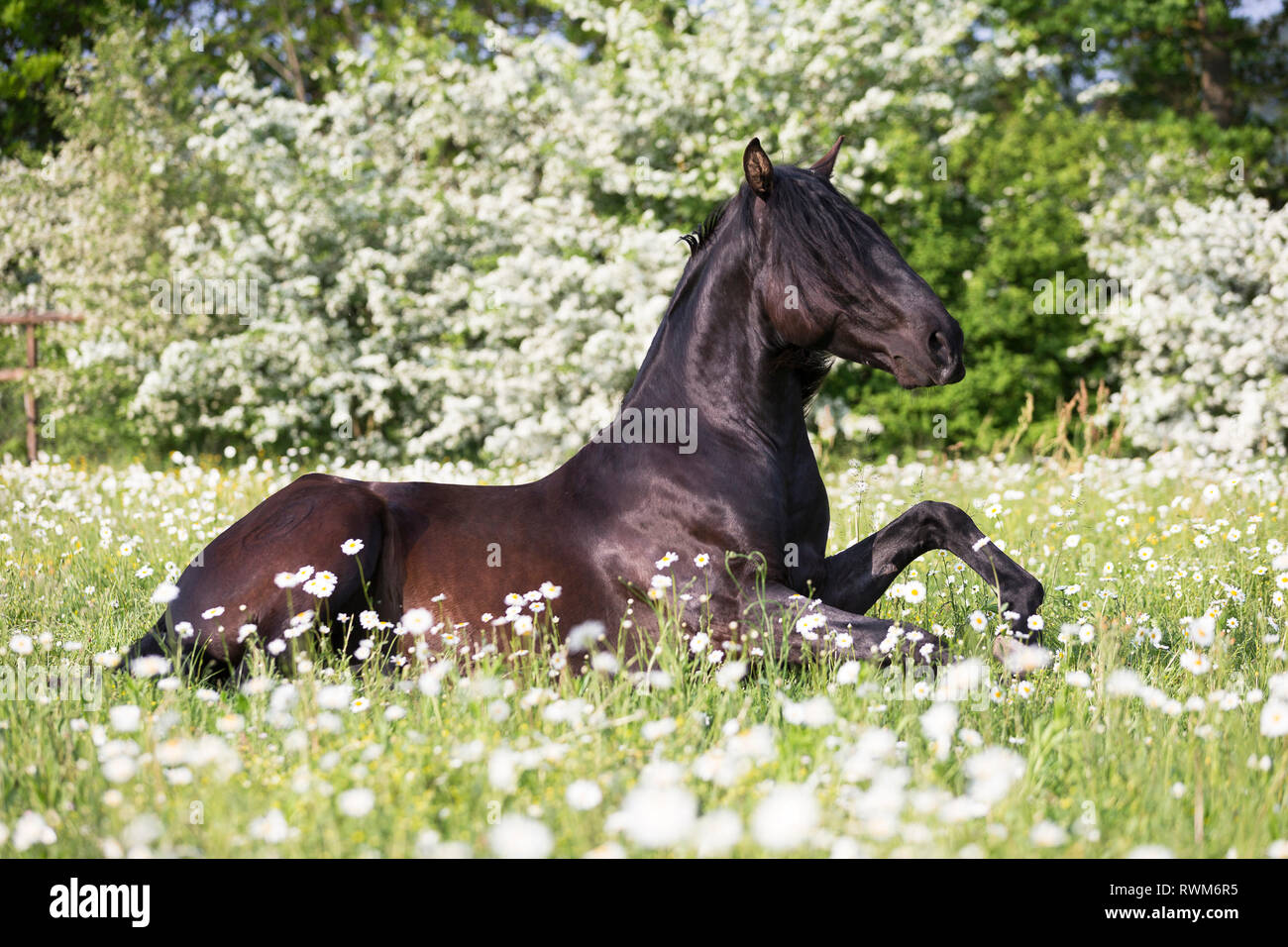 Lusitano. Menores semental negro acostado sobre una pradera en primavera, comenzando a levantarse. Suiza Foto de stock