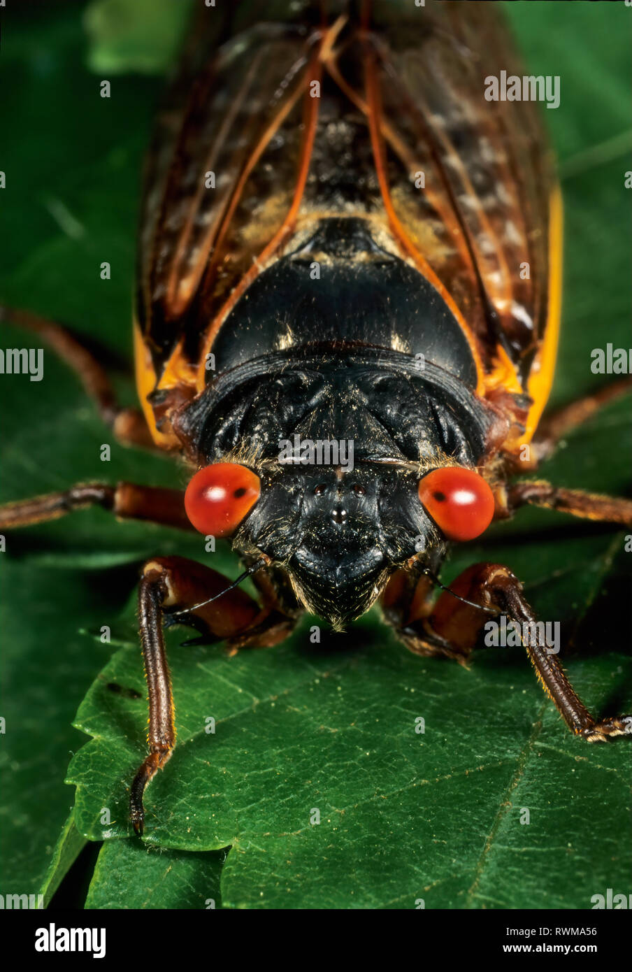 Doble Camada De Cigarras 2024 Election Etty Olympe