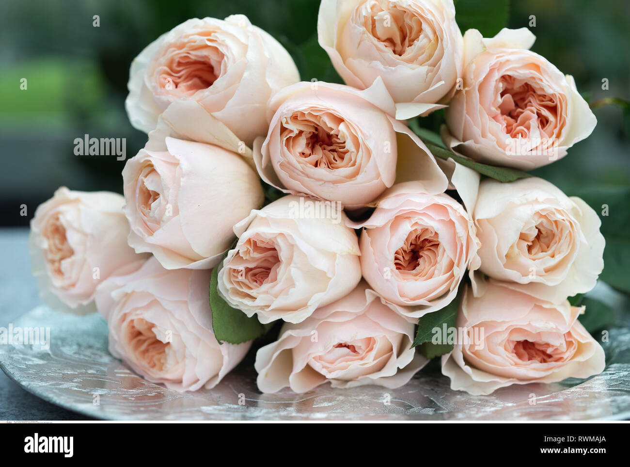 Rosas julietas fotografías e imágenes de alta resolución - Alamy