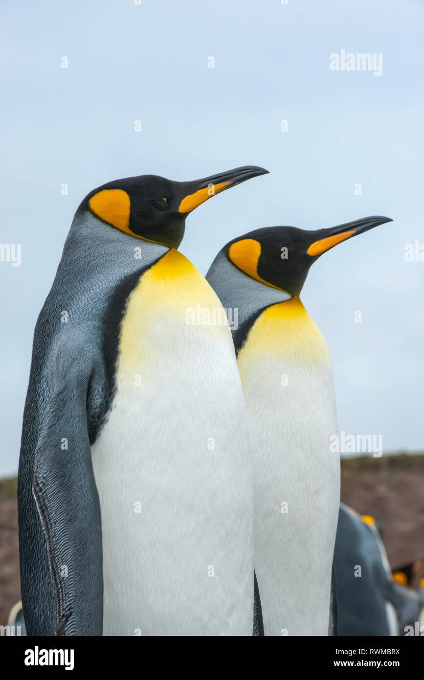 Pingüinos rey (Aptenodytes patagonicus); Punto de voluntariado, Islas Malvinas Foto de stock