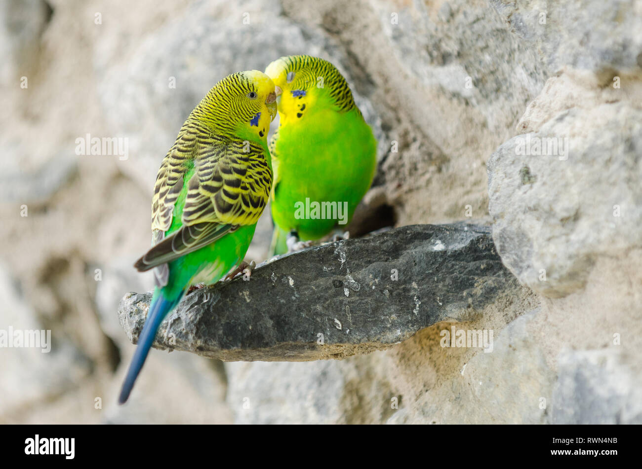 Zwei Kanarienvögel un einer Steinmauer Foto de stock