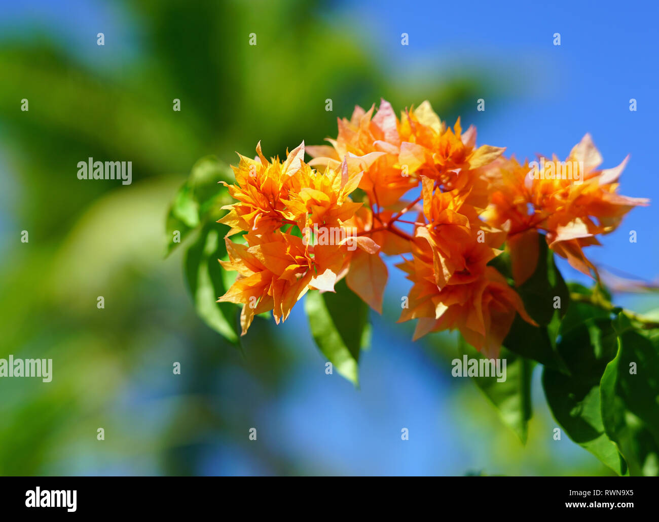 Doble flor de las flores de una enredadera Buganvilla tropical de Bora  Bora, Polinesia Francesa Fotografía de stock - Alamy