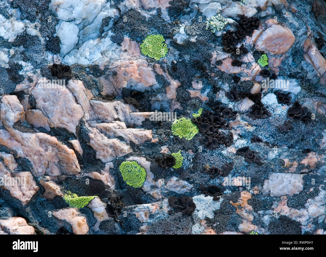 Chartreuse, gris, negro y líquenes creciendo sobre rocas precámbricas del Escudo Canadiense en la región de la Bahía de Georgia oriental de Ontario, Canadá. Rosa y Foto de stock