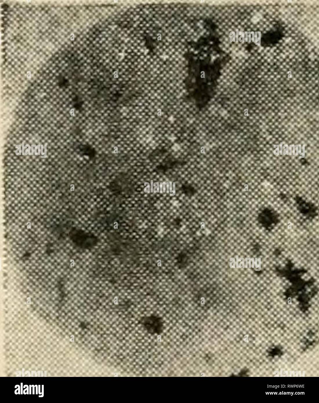 Agradecido Inmunidad difícil El microscopio electrónico, su desarrollo, el microscopio electrónico, su  desarrollo actual y posibilidades futuras de rendimiento  electronmicrosco00gabo Año: 1948 ^ (a) B. Subtilis • Fotografía de stock -  Alamy