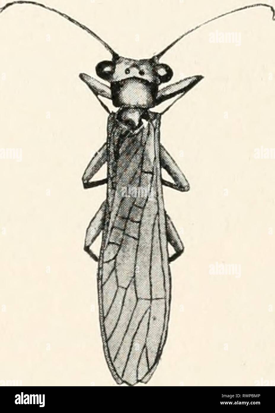 Estudios elementales en insectos estudios elementales en insectos  elementarystudie00hunt Año: 1902 FIG. 130. Una piedra-fly (Perla ephyre).  FIG. 129. Stone fly ninfa. encontrar bajo las rocas, piedras o troncos de  Brooks. No