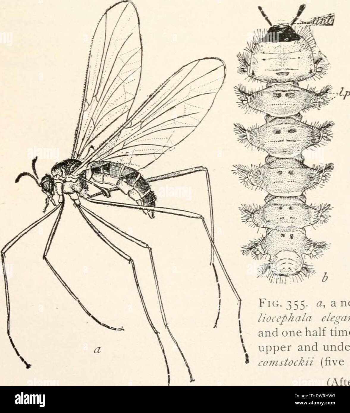 La Entomologia Elementales C 1912 Entomologia Elementales Elementaryentomo00arena Ano 1912 C G Fig 354 Un Punkie O No See Um Ceratopogon Guttipennis Muy Ampliada Un Adulto B Jefe De La Misma C Larva
