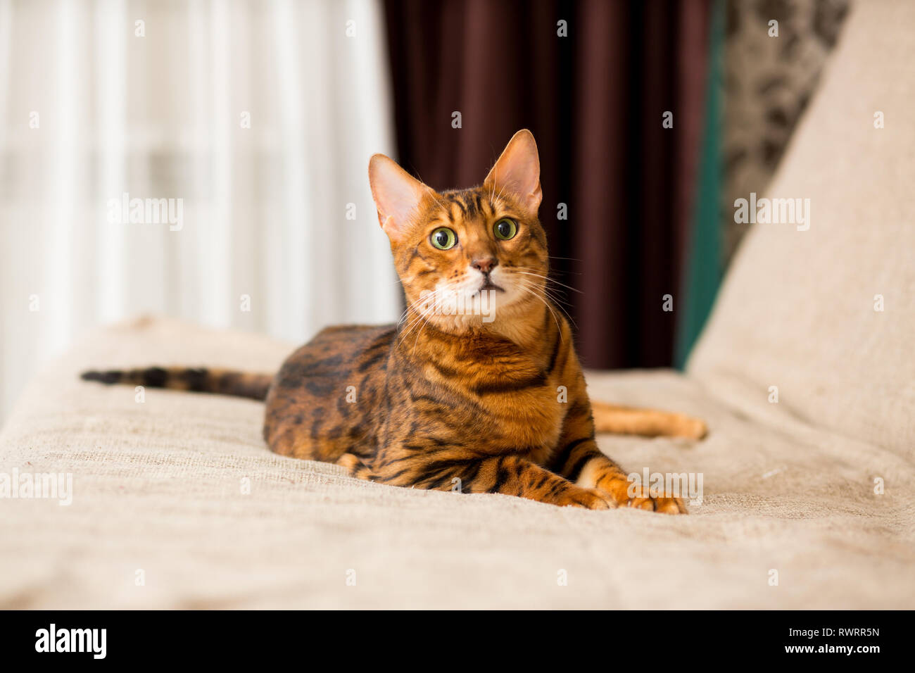 Un adulto gato bengalí establece en el sofá estirando sus patas Fotografía  de stock - Alamy