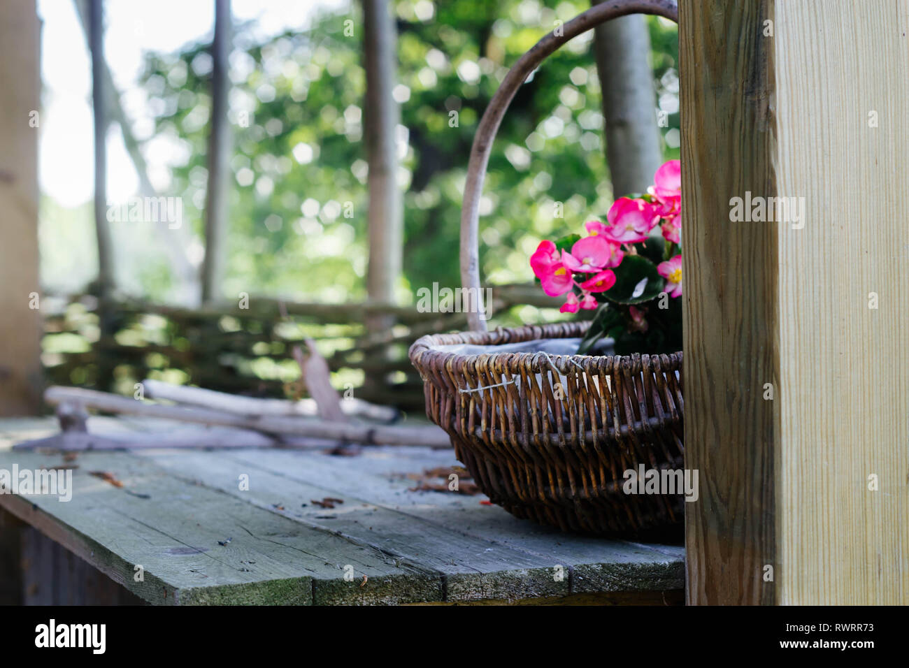 Las begonias rosa en un cesto de mimbre sobre la mesa de madera en el exterior- decoración de jardines rurales Foto de stock