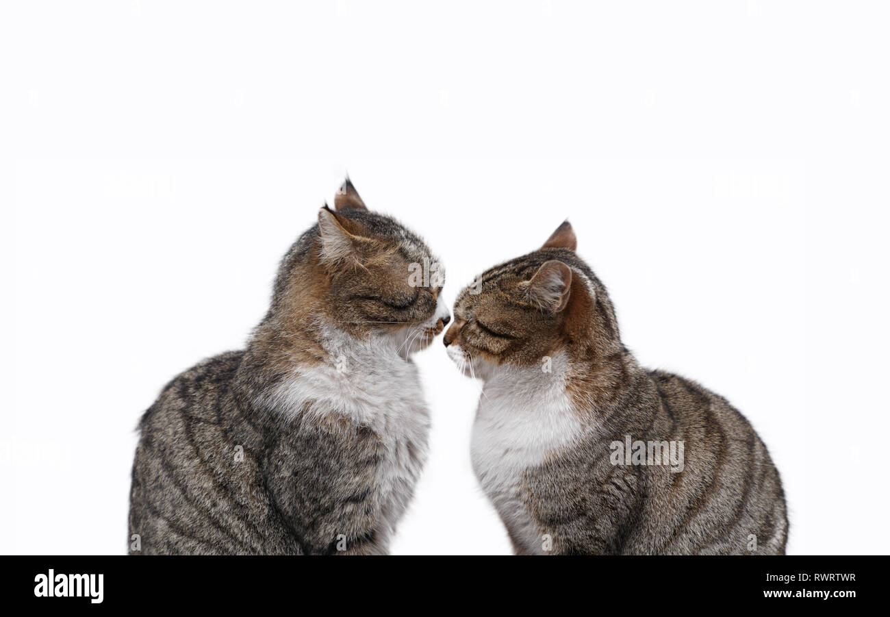 Gatos enamorados fotografías e imágenes de alta resolución - Alamy