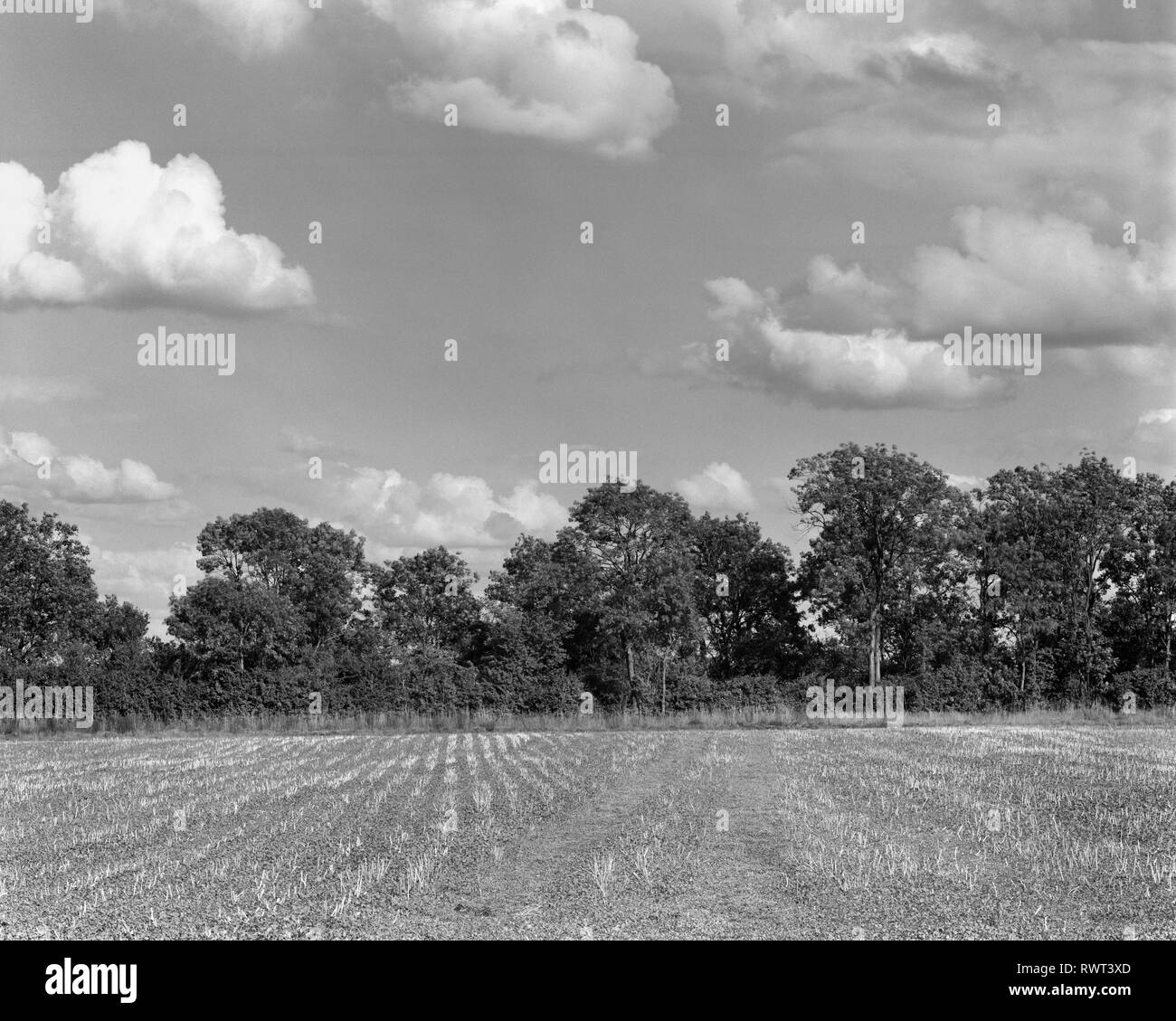 Campo vacío y la hilera de árboles cerca de Little Gransden Cambridgeshire Inglaterra Foto de stock