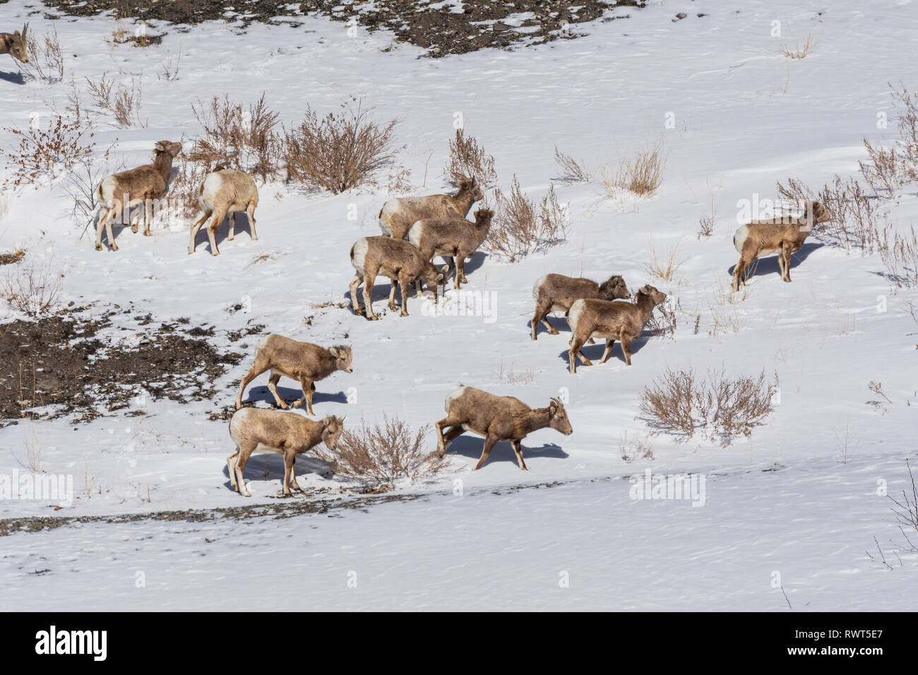 Rocky Mountain el borrego cimarrón (Ovis canadensis), Canmore, Alberta, Canadá, Canadian Rockies en invierno Foto de stock