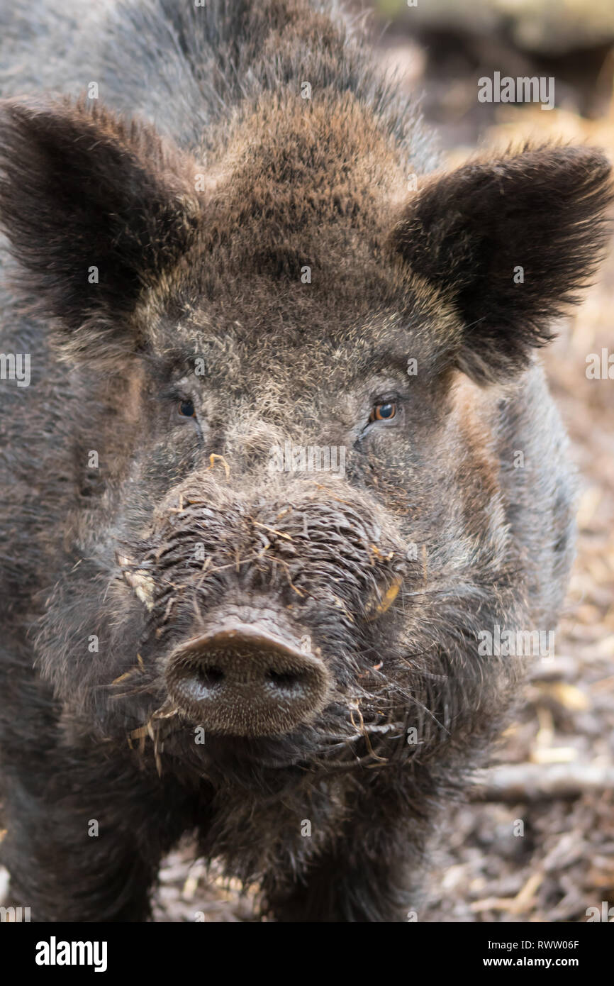 Un cierre para arriba frente a la imagen de un macho de jabalí (Sus scrofa), también conocido como el cerdo salvaje, Euroasiático cerdo salvaje o simplemente cerdo salvaje. Foto de stock